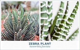 Cacti and succulents in the world? 20 Popular Types Of Succulents Ringlogie
