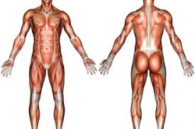 Don't worry if it feels difficult. Muscle System Diagram Not Labeled Biological Science Picture Directory Pulpbits Net