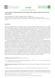 Image result for Monanthotaxis orophila