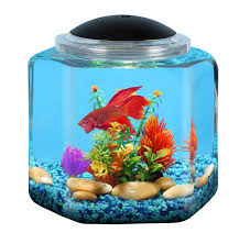 1:23 fun betta 1 837 просмотров. Kollercraft Api Betta Kit Hex Fish Tank 2 Gallon Amazon In Pet Supplies