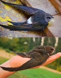 Результат пошуку зображень за запитом "стриж"