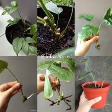 Monstera Ginny Propogting
