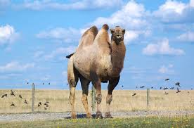 We determined the sequence of mitochondrial cytb gene from 21 camel samples, including 18 domestic camels (three. Bactrian Camel Animal Facts Camelus Bactrianus Az Animals