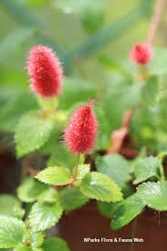 Image result for Acalypha ambigua