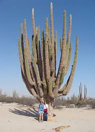 Pachycereus pringlei, also known as mexican giant cardon or elephant cactus, is a species of cactus native to northwestern mexico in the states of baja california, baja california sur, and sonora. Valle De Los Gigantes San Felipe