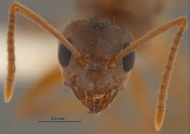 Some look for sweet foods, others look for something else (protein?). Beware The Crazy Ants They Ll Destroy Your Electronics