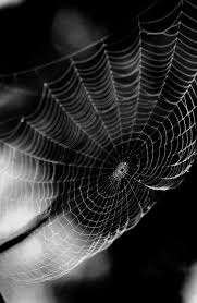 Best Black And White Nature Photos Found On Suckk Me Tumblr Com Via Tumblr Scary Photography Spider Web Spider Art