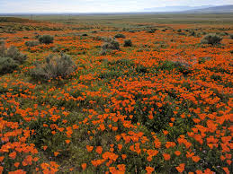Antelope valley california poppy reserve live stream California Poppies Blooming Antelope Valley Poppy Reserve Ca Oc 4048 X 3036 Earthporn