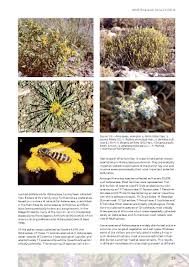 Image result for Leysera tenella