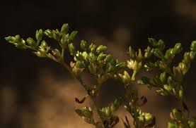 Image result for Polycarpon prostratum