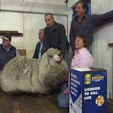 Shaun das schaf die apfelernte shaun the sheep s. Shaun Das Schaf Wird Von Bauern Geschnappt Und Geschoren Der Spiegel