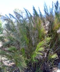 Image result for Setaria restioidea