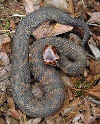 Western Cottonmouth Water Moccasin Is A Thick Bodied Venomous Snake When Frightened The Cottonmouth Will Pop Its Mo Poisonous Snakes Snake Lovers Viper Snake