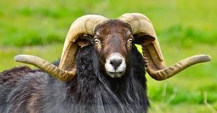 Angry Ram Hates Your Stupid Drone Video Animals Animal Faces Animals Beautiful