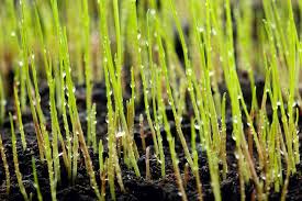 Starting a lawn from seed is the least expensive way to transform your home or garden with a new lawn. How Often Do You Need To Water New Grass Seed Pepper S Home Garden