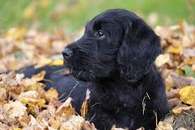 Everything You Need To Know About The Mini Labradoodle