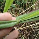 Image result for Setaria sphacelata