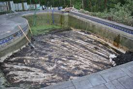 Public swimming pool monthly ticket scheme. Swimming Pool Converion Into A Koi Pond Project Spotlight Full Service Aquatics