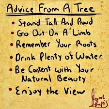 But we don't see the roots. Inspirational Positive Life Quotes Advice From A Tree Love Quotes Omg Quotes Your Daily Dose Of Motivation Positivity Quotes Sayings Short Stories