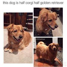 Dopl3r Com Memes This Dog Is Half Corgi Half Golden Retriever Drsmashlove