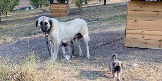 It is registered in the usa by the united kennel club (ukc), a respected registry for over 100 years, whose focus is on the total dog. New Treatment Ends Maternal Cannibalism Among Kangal Dogs Of Turkey Daily Sabah