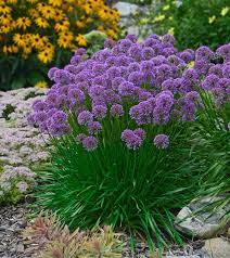 Allium Millenium Flowers Perennials Purple Perennials Plants