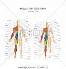 Male Female Muscle Vector Photo Free Trial Bigstock