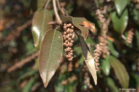 Image result for Croton gratissimus