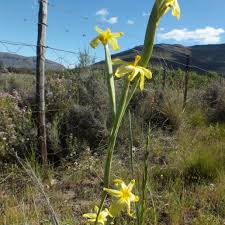 Image result for Moraea verdickii