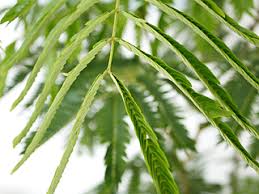 個性的な観葉植物エバーフレッシュ フラワーコーポレーションブログ