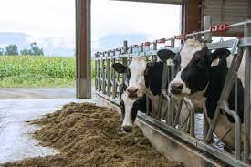 How A Cow Makes Milk Bc Dairy Association