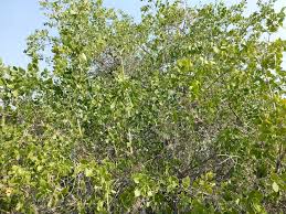 Image result for Salvadoraceae