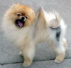 Hajheydari z., akbari j., saeedi m., shokoohi l. Dog Alopecia X