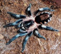 Black And White Jumping Spider Texas Cyriocosmus Tarantula Spider Arachnids Spiders