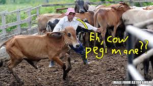 Some people even pronounce eid al adha as a single word aidiladha. 26 000 Cows This Hari Raya Haji How Our Country Handle Them La