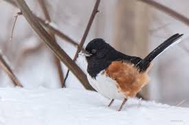 Birds Of Central Illinois Melinda Garner Waterfowl Nature Photographs Bird