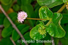 Image result for Boerhavia repens