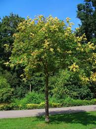 Check spelling or type a new query. 22 Terrific Flowering Trees For Tennessee Progardentips