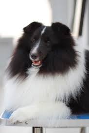 Black And White Sheltie Pin By Teresa Ann On Sheltie Heaven Sheltie Dogs Dog Love Dog Lovers