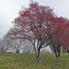Shipped with our arrive alive guarantee. Add A Grove Washington Hawthorn Crataegus Phaenopyrum Blog Embassy Landscape Group