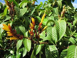 Image result for Sanchezia