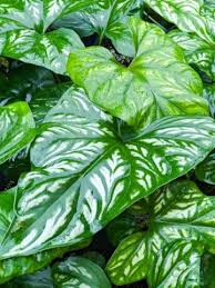 Image result for Cercestis congensis