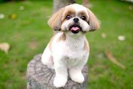 We did not find results for: 5 Things To Know About Shih Tzus