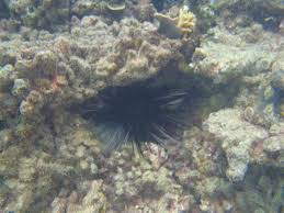 Koleksi video landak laut terbaru. Bulu Babi Picture Of Tidung Island Thousand Islands Tripadvisor