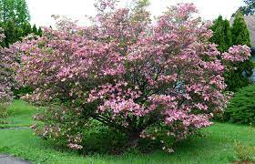 We've had an exceptionally mild spring here in shropshire, uk. Pink Flowering Shrub Plantmaster Blog