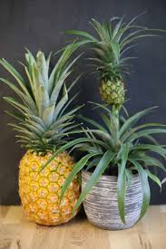 Ananas Anpflanzen Vermehrung Anbau Anleitung Have To Try This In 2020