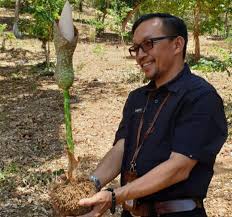 Sebuah penelitian menyebutkan, kandungan serat yang ada di dalam tanaman porang bisa mengatasi masalah sembelit. Tanaman Porang Pendulang Rupiah Yang Menjanjikan