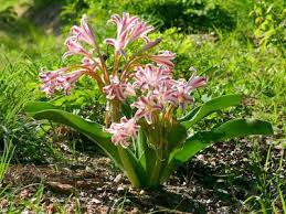 Image result for Crinum stuhlmannii