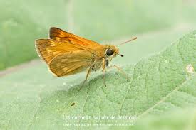 Image result for Ochlodes sylvanus
