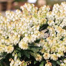Image result for Pieris japonský debutante obrázek